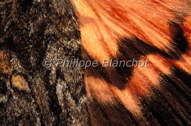 aile catocala sponsa.JPG - Gros plan ailes de Catocala sponsaFiancéeDark Crimson Under wingsLepidoptera, NoctuidaeFrance